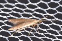 Coleophora flavipennella