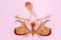 Coleophora flavipennella