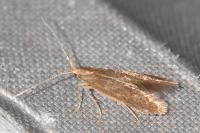 Coleophora serratella
