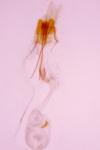 Coleophora serratella