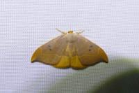Watsonalla binaria