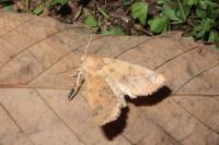 Cirrhia gilvago
