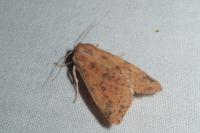 Cirrhia gilvago