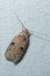 Agonopterix propinquella