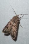 Agrotis segetum