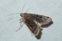 Anchoscelis lunosa