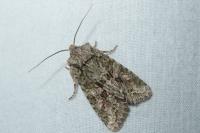 Dryobotodes eremita