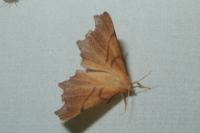 Ennomos fuscantaria