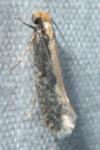 Monopis crocicapitella