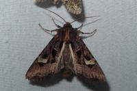 Trigonophora flammea