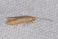 Coleophora lutipennella