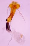 Coleophora lutipennella