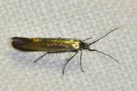 Coleophora alcyonipennella