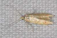 Coleophora lutipennella