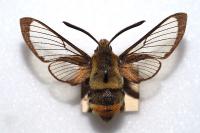 Hemaris tityus