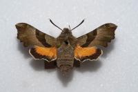 Proserpinus proserpina