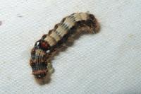 Clostera anachoreta