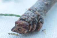 Biston betularia