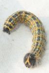Phalera bucephala