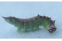 Drepana curvatula
