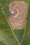Tischeria
