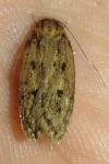 Hofmannophila pseudospretella
