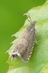 Dichrorampha