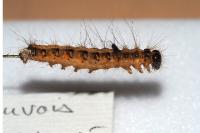 Acronicta psi