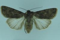 Agrotis segetum