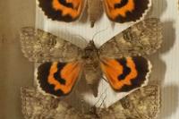 Catocala nupta