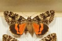 Catocala promissa