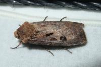 Agrotis exclamationis