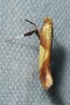 Caloptilia robustella