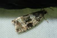 Celypha lacunana