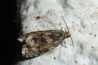 Celypha lacunana
