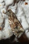 Celypha lacunana