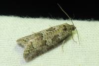 Cnephasia