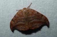 Drepana curvatula