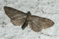 Eupithecia vulgata