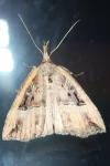 Hypena rostralis