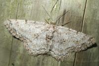 Hypomecis punctinalis