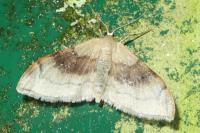 Idaea degeneraria