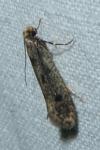Niditinea fuscella