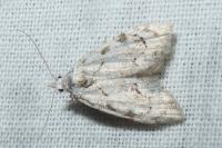 Nola confusalis