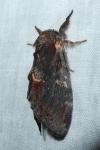 Notodonta dromedarius