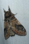 Notodonta tritophus