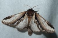 Pheosia gnoma