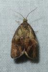 Ptycholoma lecheana