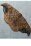 Sabra harpagula