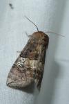 Tethea ocularis